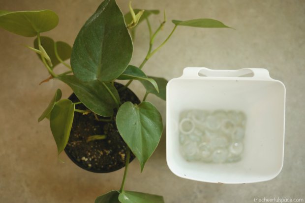 living-plant-wall-05