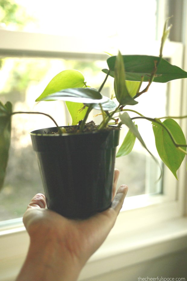 living-plant-wall-06