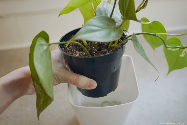 living-plant-wall-08