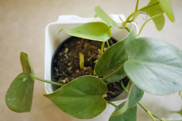 living-plant-wall-09