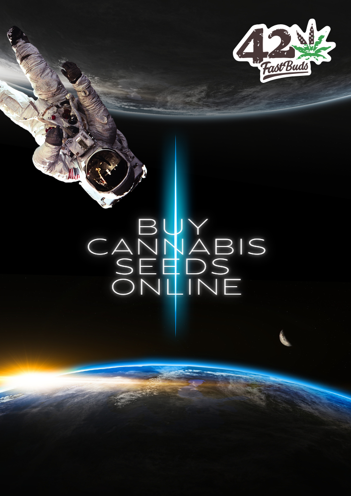 cannabis seeds